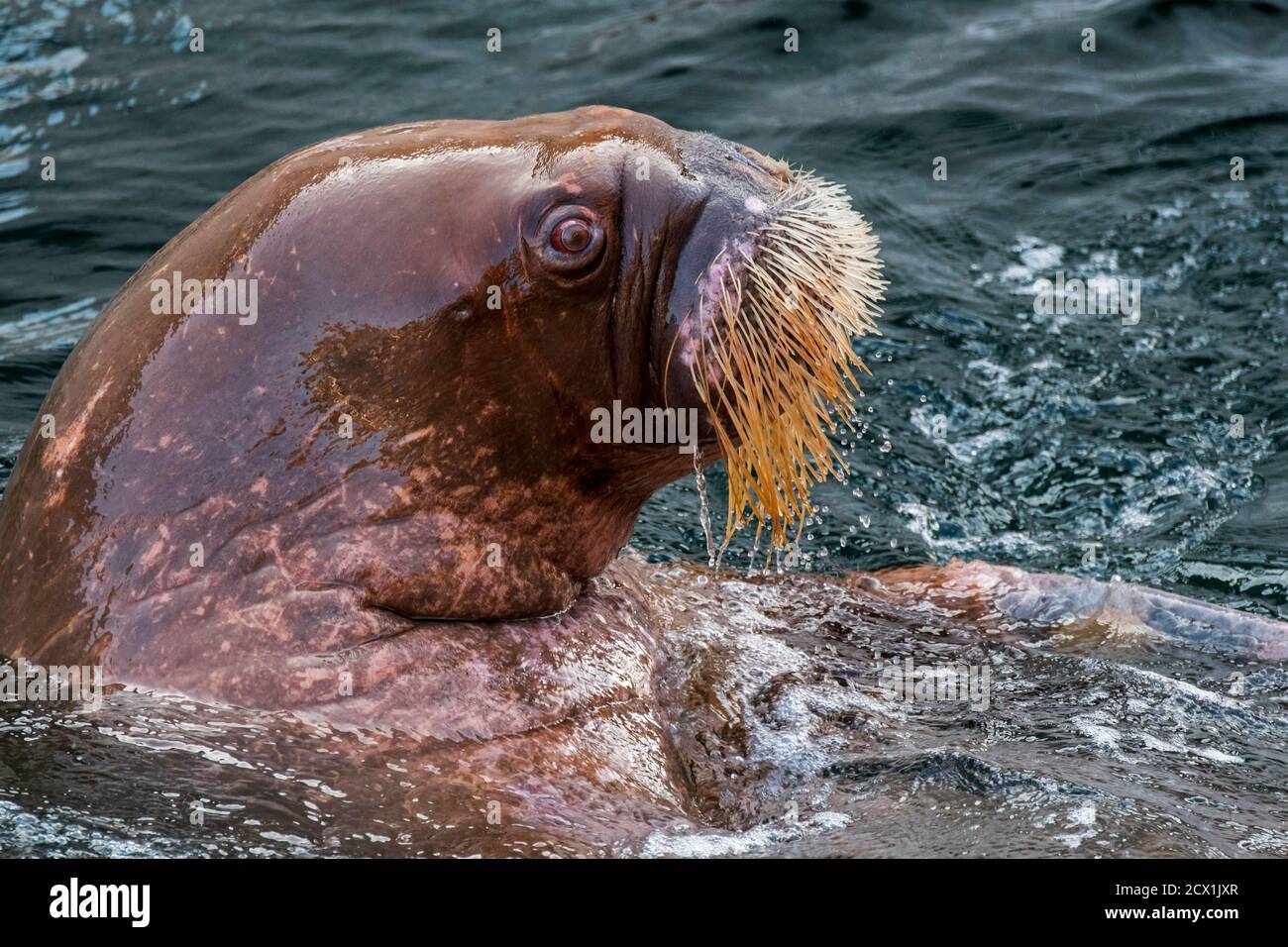 Walrus (Odobenus rosmarus) nuotare in acqua, primo piano della testa mostrando whisker / vibrissae Foto Stock