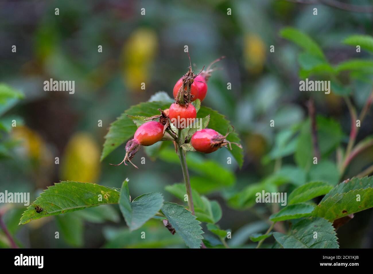 Rosehip è vicino al centro. Bacche rosse con foglie verdi. Foto Stock