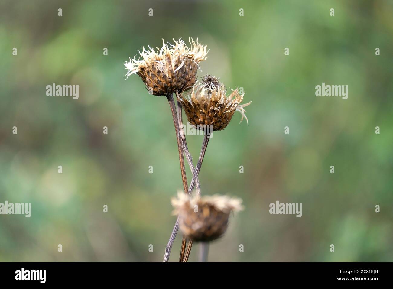 Fiore asciutto su sfondo verde. Erba secca dell'autunno con semi al centro. Foto Stock