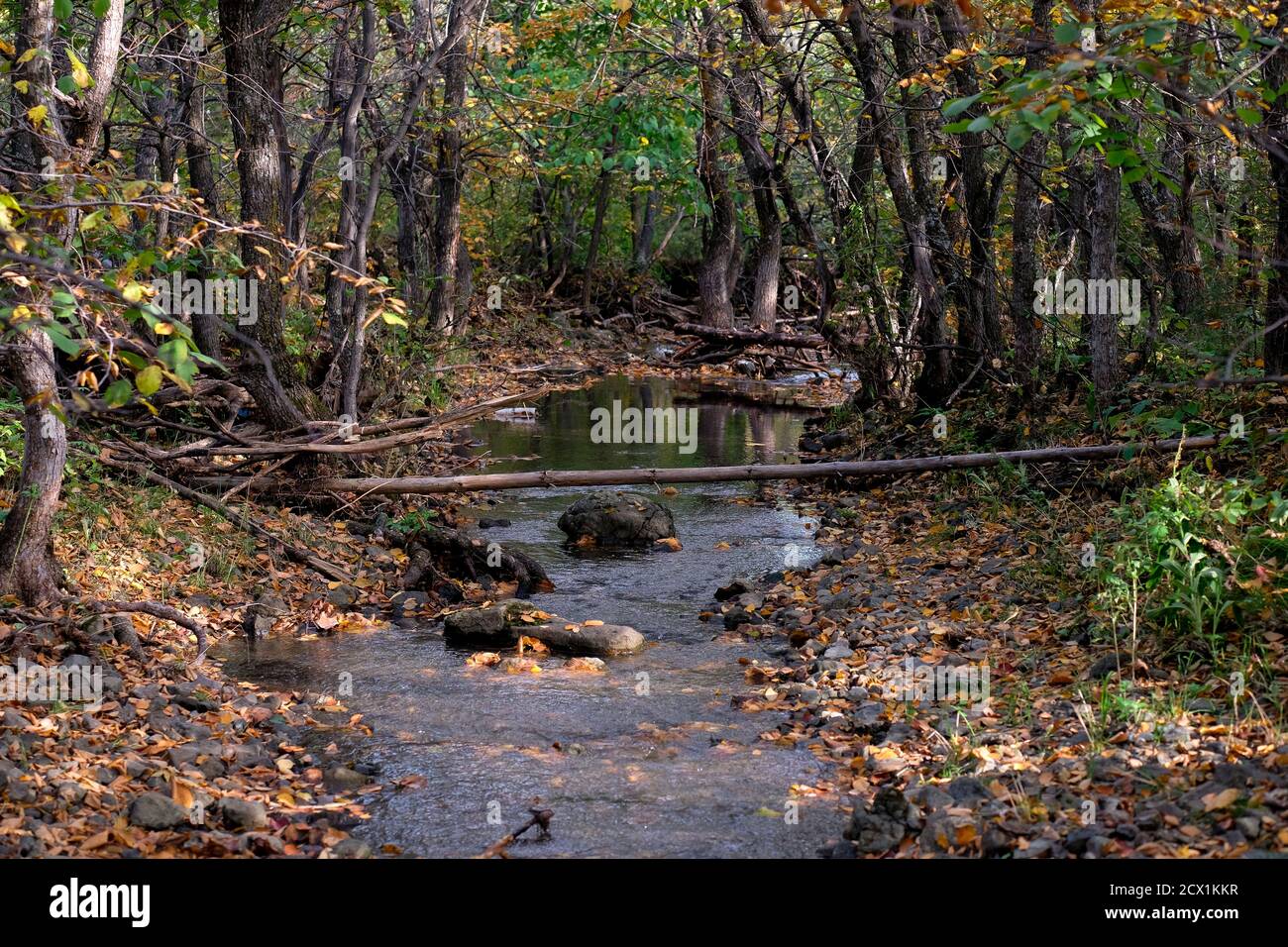 Torrente nella foresta. Autunno foresta, alberi. Spazio per il testo. Foto Stock