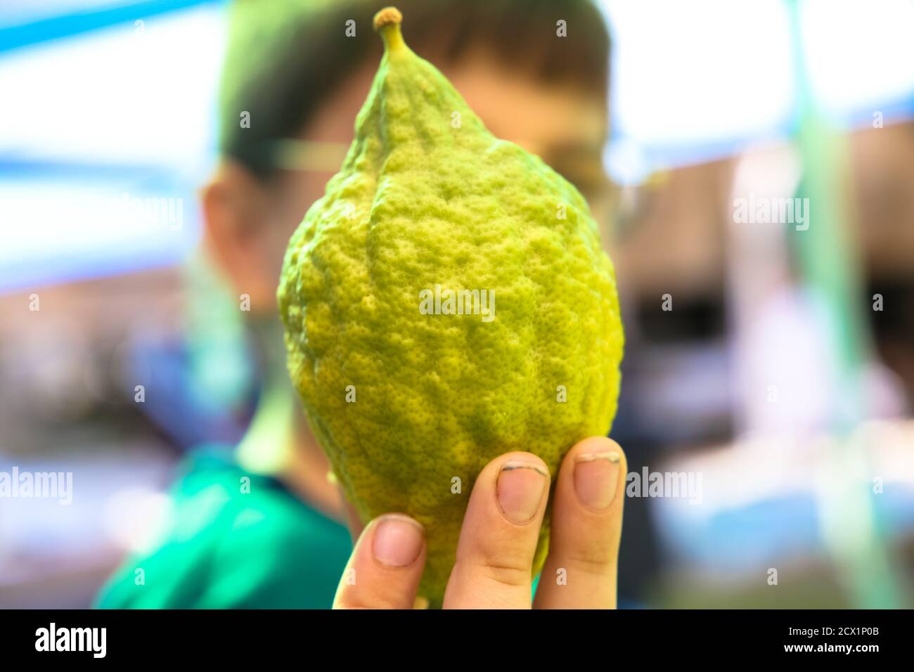 Le mani dell'uomo religioso tengono un citron, etrog, un frutto tradizionale per Sukkot Foto Stock