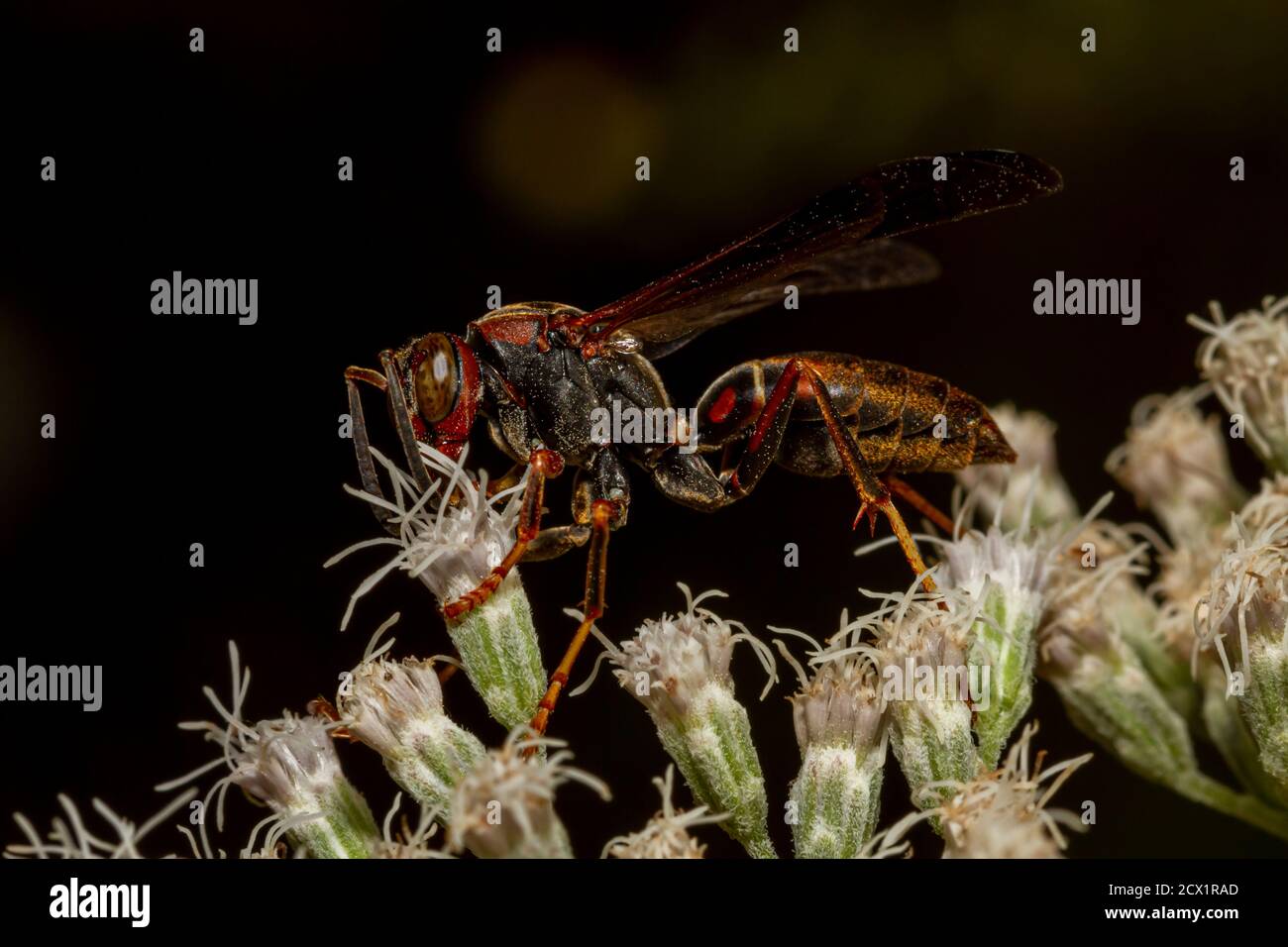 Una vespa nera e rossa con occhi verdi marroni chiamati vespe di carta metricus (polistes metricus) sta camminando sui fiori bianchi comuni del boneset che succhiano il nettare un Foto Stock