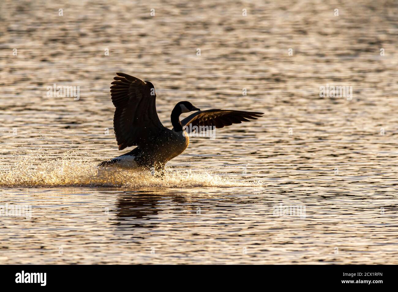 Un'oca canadese (Branta canadensis) sta atterrando sul fiume Patuxent nel Maryland. Le sue ali sono aperte e genera un grande spruzzi sull'acqua calma. Foto Stock