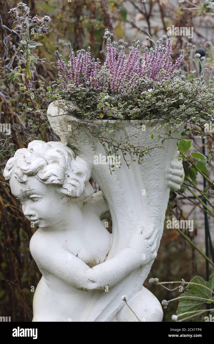 putto da giardino con fiori d'autunno con gelo bianco Foto Stock