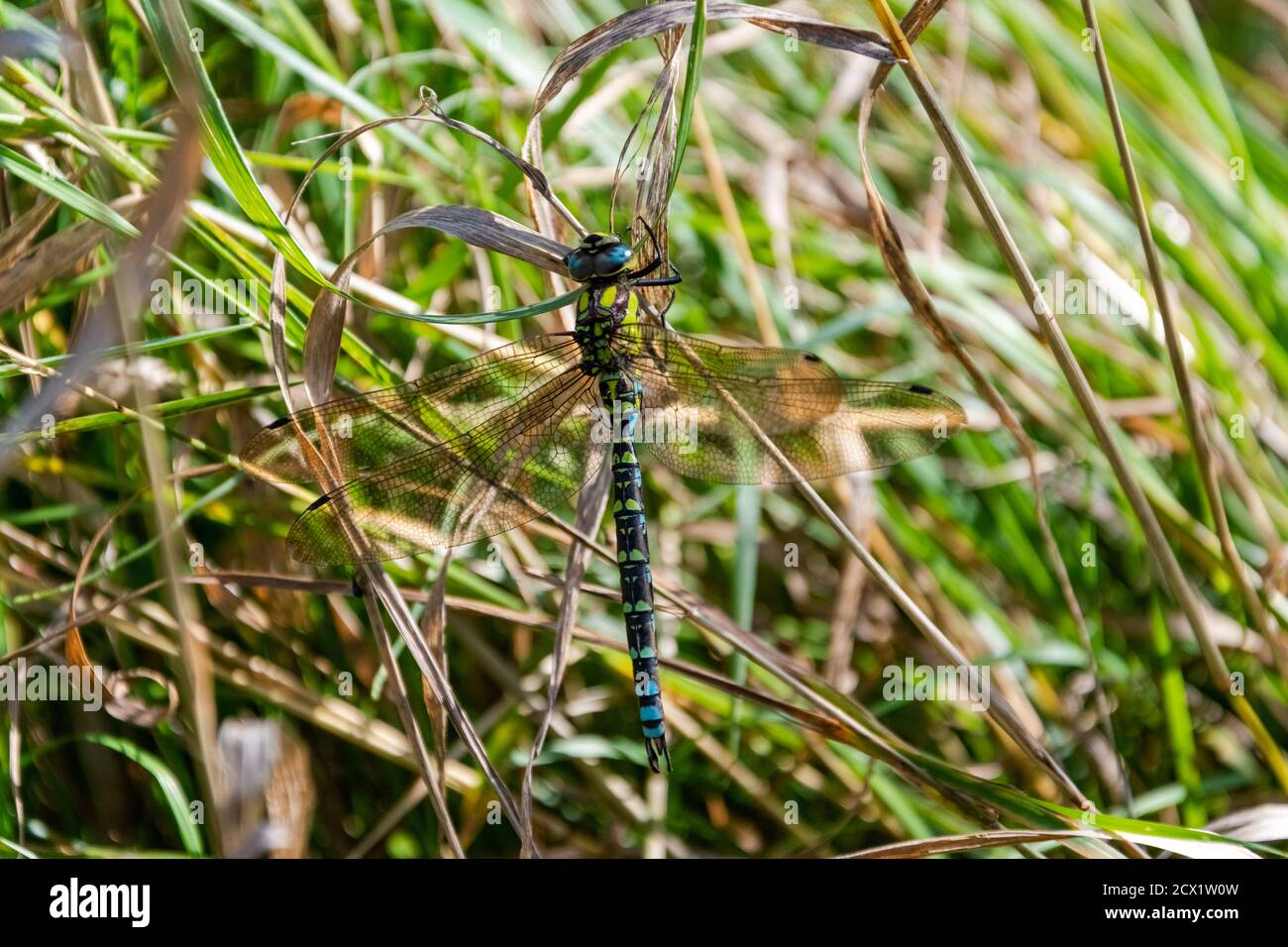 Una grande libellula colorata in un prato. Foto Stock