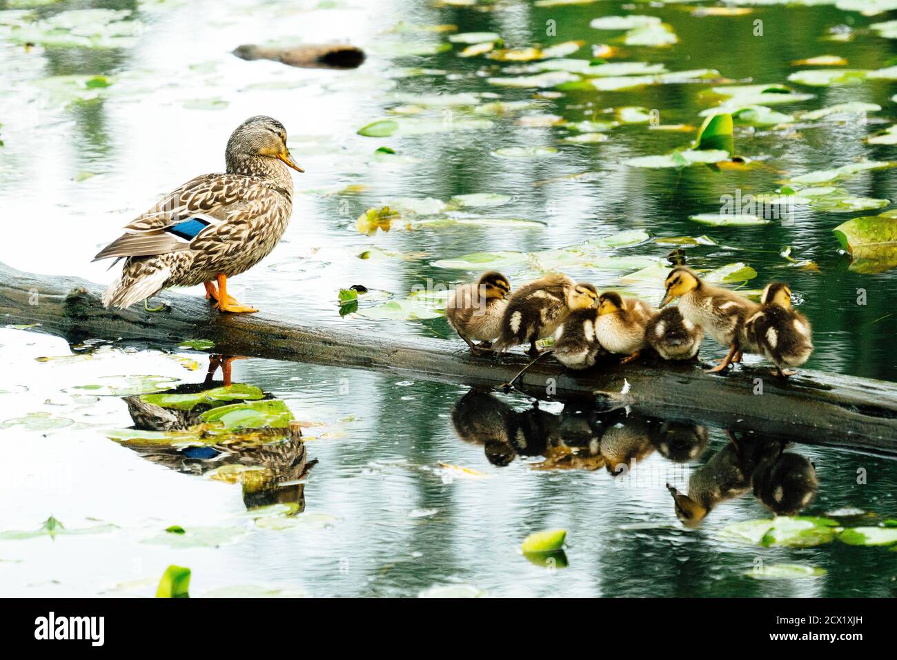 Una famiglia di anatre che riposano su un tronco in lago Washington Foto Stock