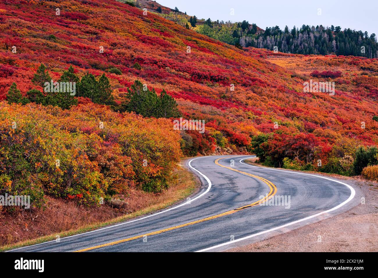 Paesaggio autunnale panoramico con colori autunnali lungo una tortuosa strada di montagna sulla West Elk Loop Scenic Byway, Colorado, USA Foto Stock