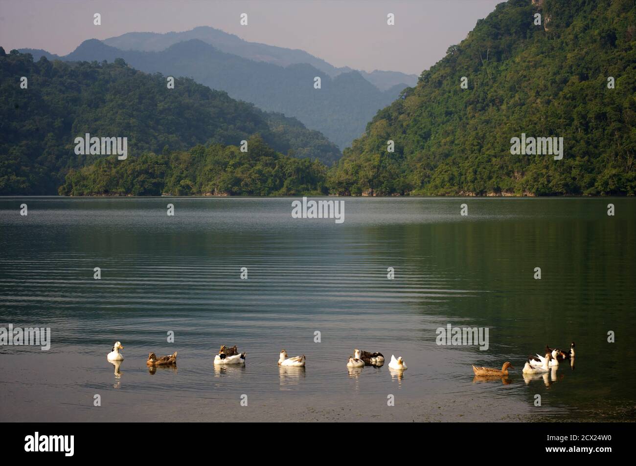 Anatre, Ba Be lago. Provincia B?c K?n. Vietnam nord-orientale Foto Stock