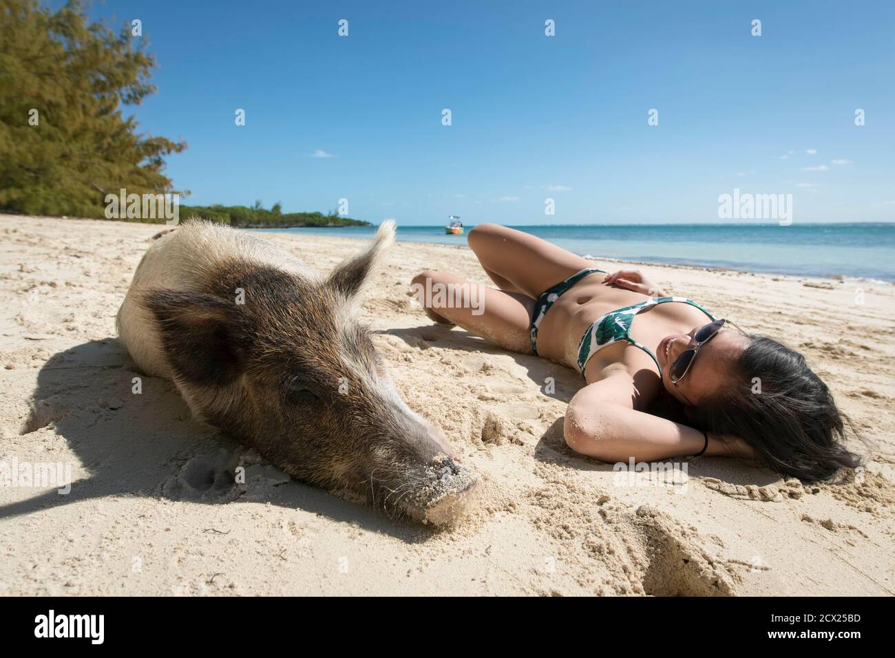 Giovane donna che si rilassa con il maiale in spiaggia nella giornata di sole Foto Stock