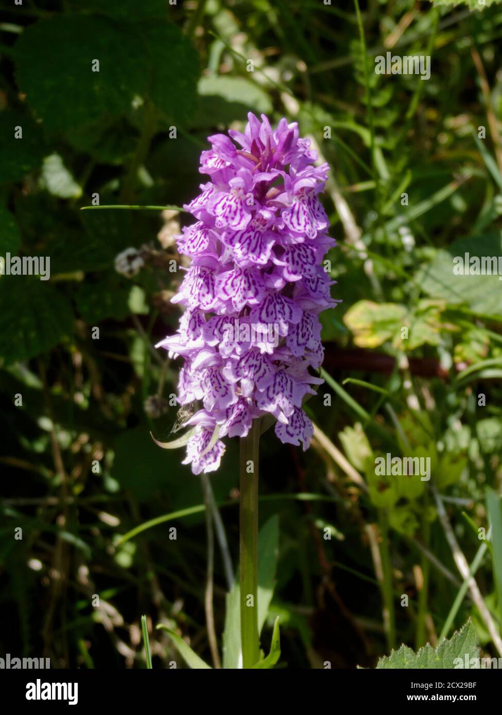 Pianta di Orchidea spotted comune ( Dactylorhiza fuchsii ) in fiore, Regno Unito Foto Stock