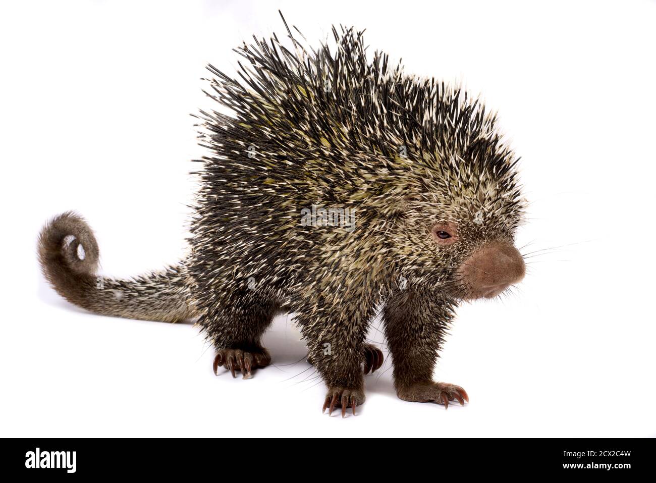 Porcospino Brasiliano Immagini E Fotos Stock Alamy