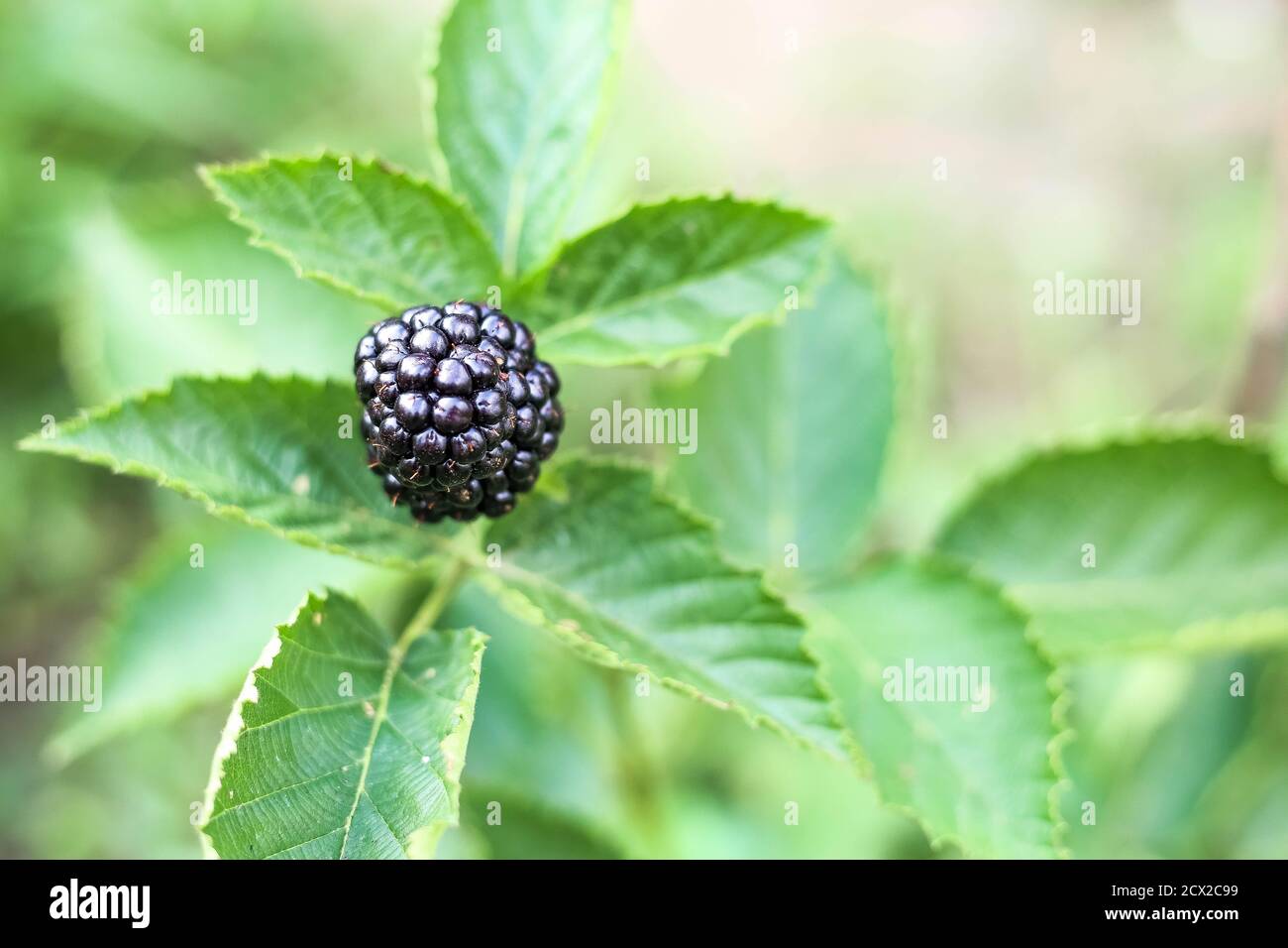 i blackberri maturi crescono sul cespuglio durante la stagione di raccolto principale. Messa a fuoco selettiva. Spazio di copia. Foto Stock