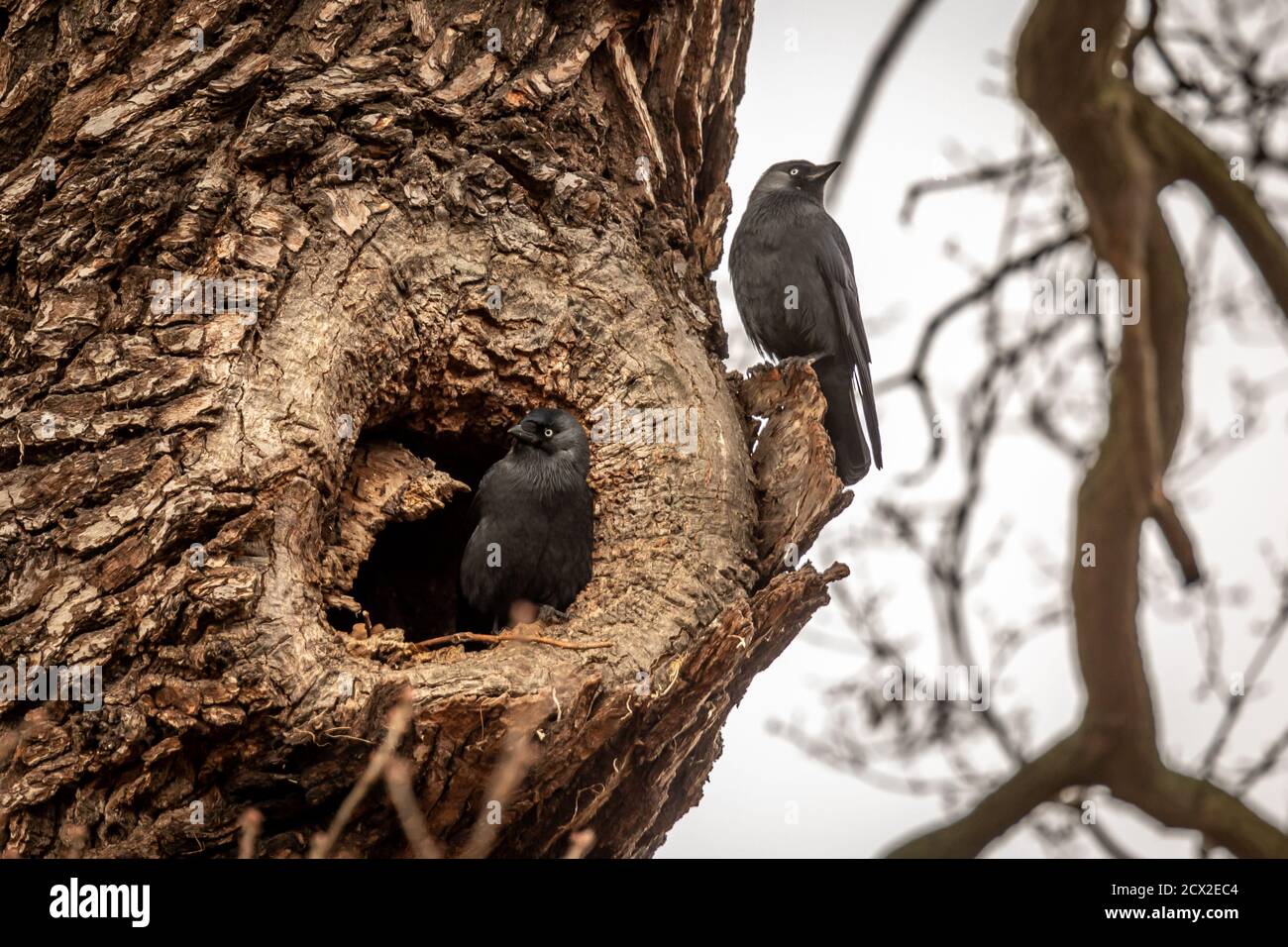 Jackdaws, Bushy Park, Londra, Inghilterra Foto Stock