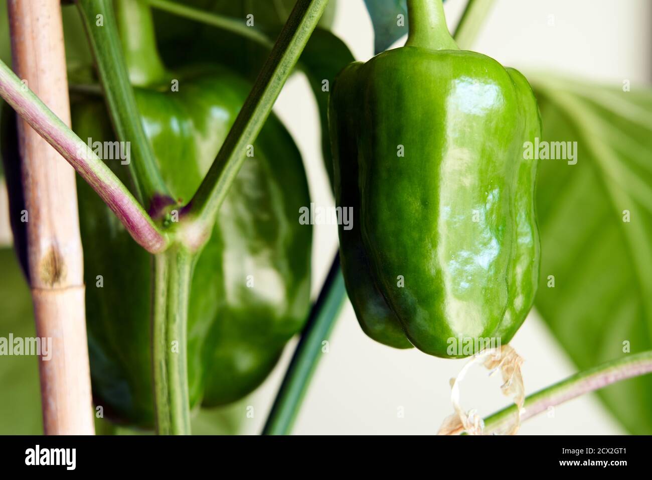 Peperoni verdi che crescono su una pianta interna Foto Stock