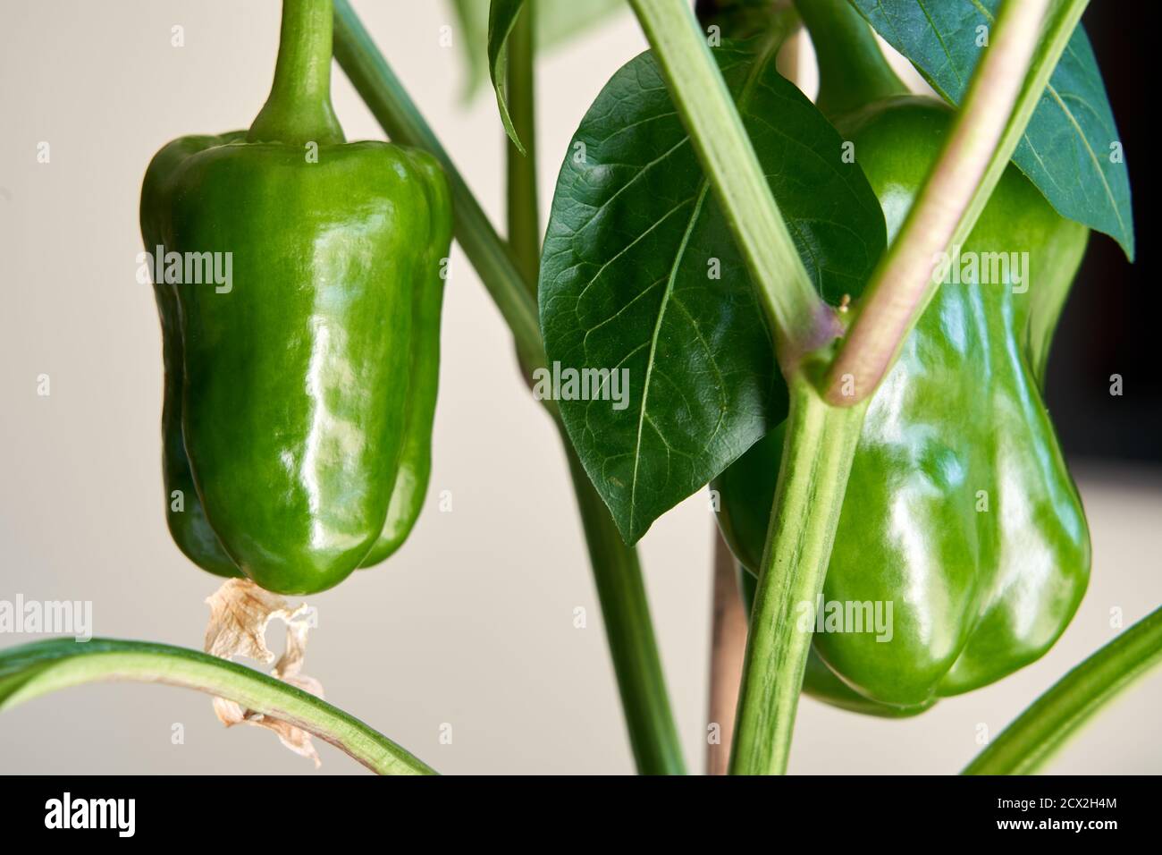 Peperoni verdi che crescono su una pianta interna Foto Stock