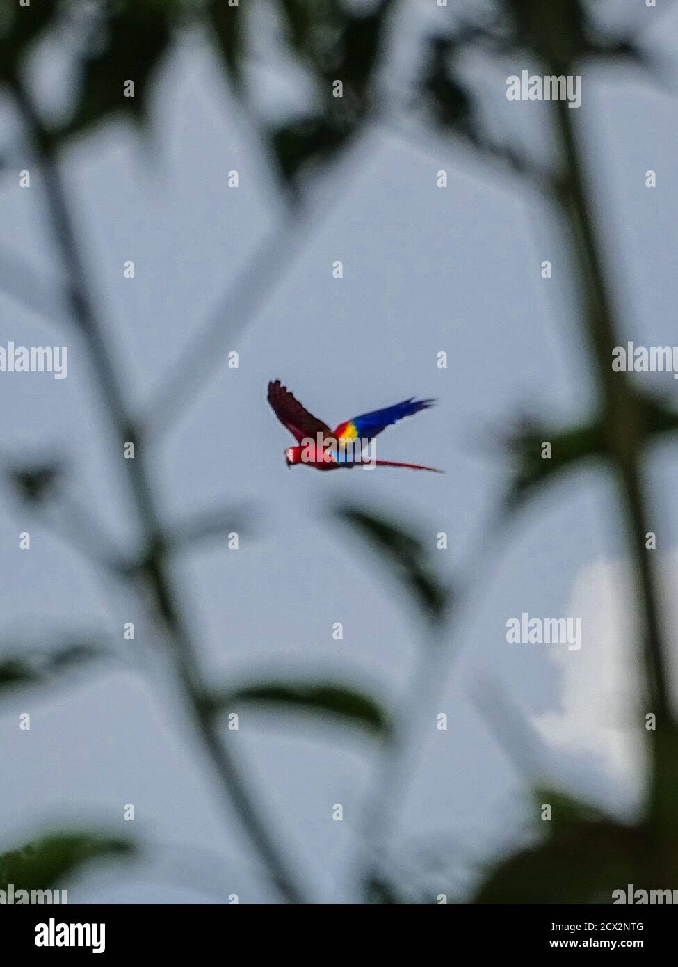 Scarlatto macaw volare tra gli alberi Foto Stock
