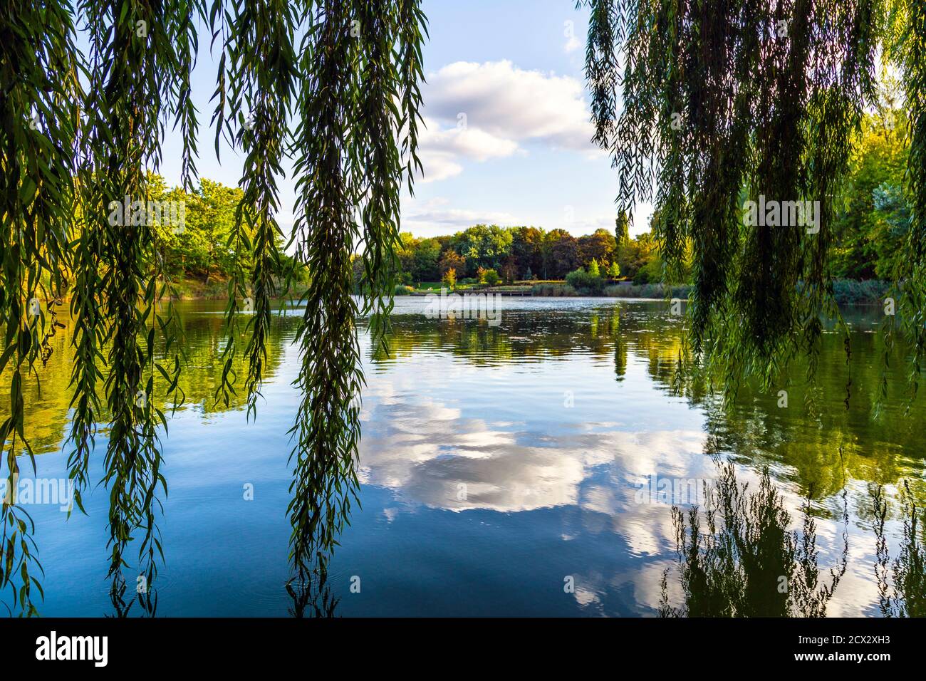 Rami di salice piangenti che si riflettono in un lago del Parco Szczesliwicki (Parco Szczęśliwicki), distretto di Ochota, Varsavia, Polonia Foto Stock