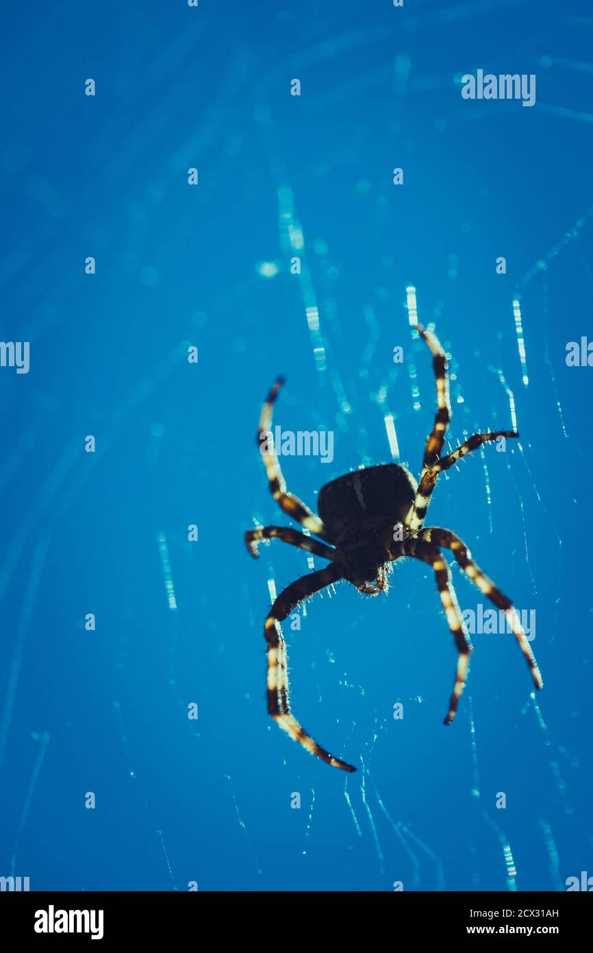 Spaventoso, Creepy Spider nella sua Silhouette web, Cross Spider o European Garden Spider contro il cielo blu, un concetto per il pericolo, la paura e l'Arachnofobia Foto Stock