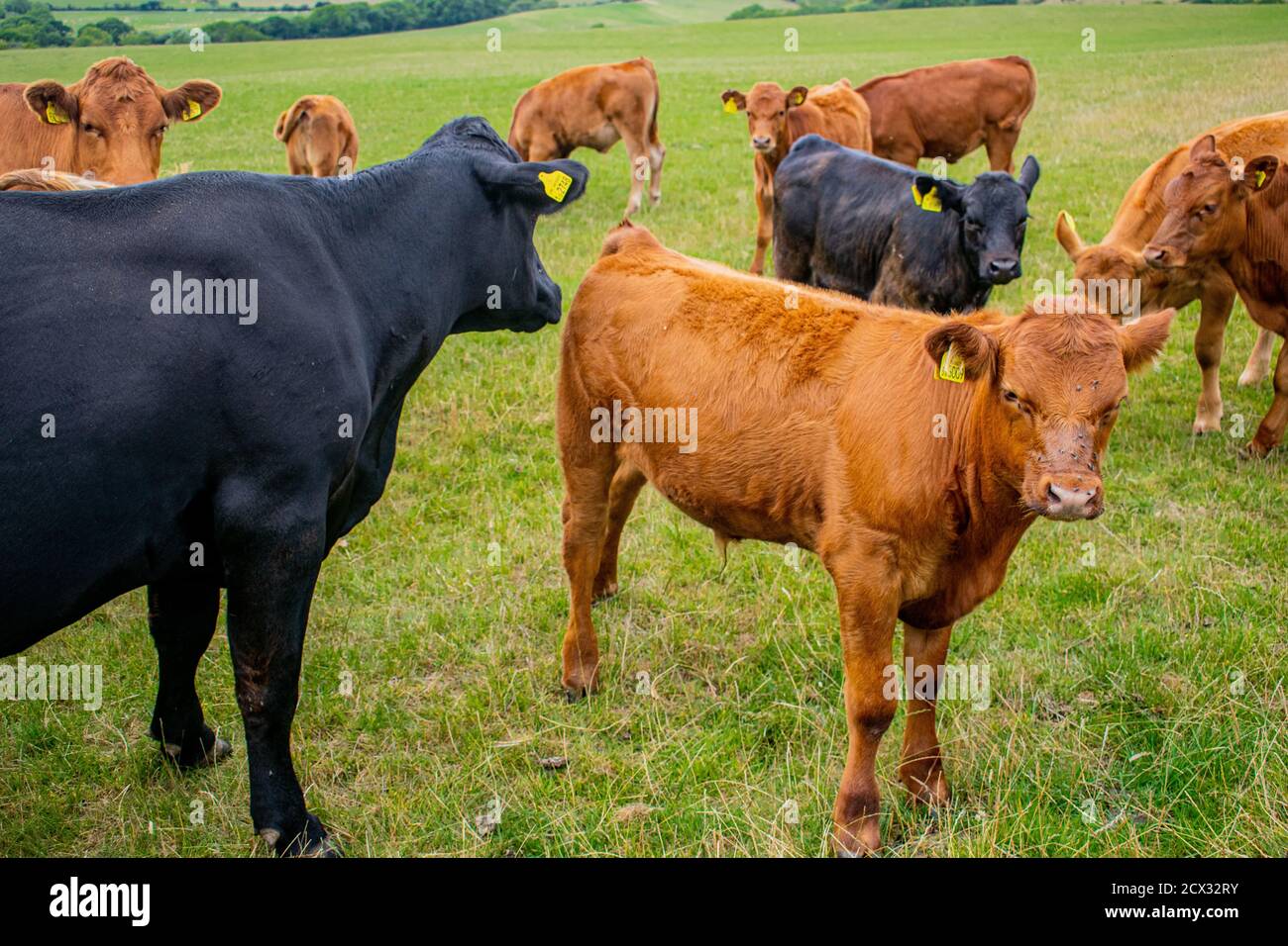 Una mandria di bovini bruno e nero sulla prateria, un gruppo di mucche e polpacci che vagano sul campo, giovani e più grandi mucche in un bellissimo paesaggio, libero campo Foto Stock
