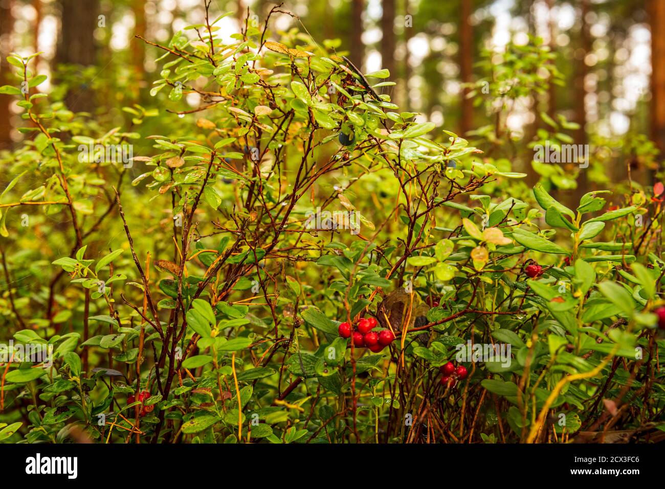 un mazzo di mirtilli rossi e una mirtillo cresciuto in una macchia verde comune da qualche parte nel mondo foreste Foto Stock