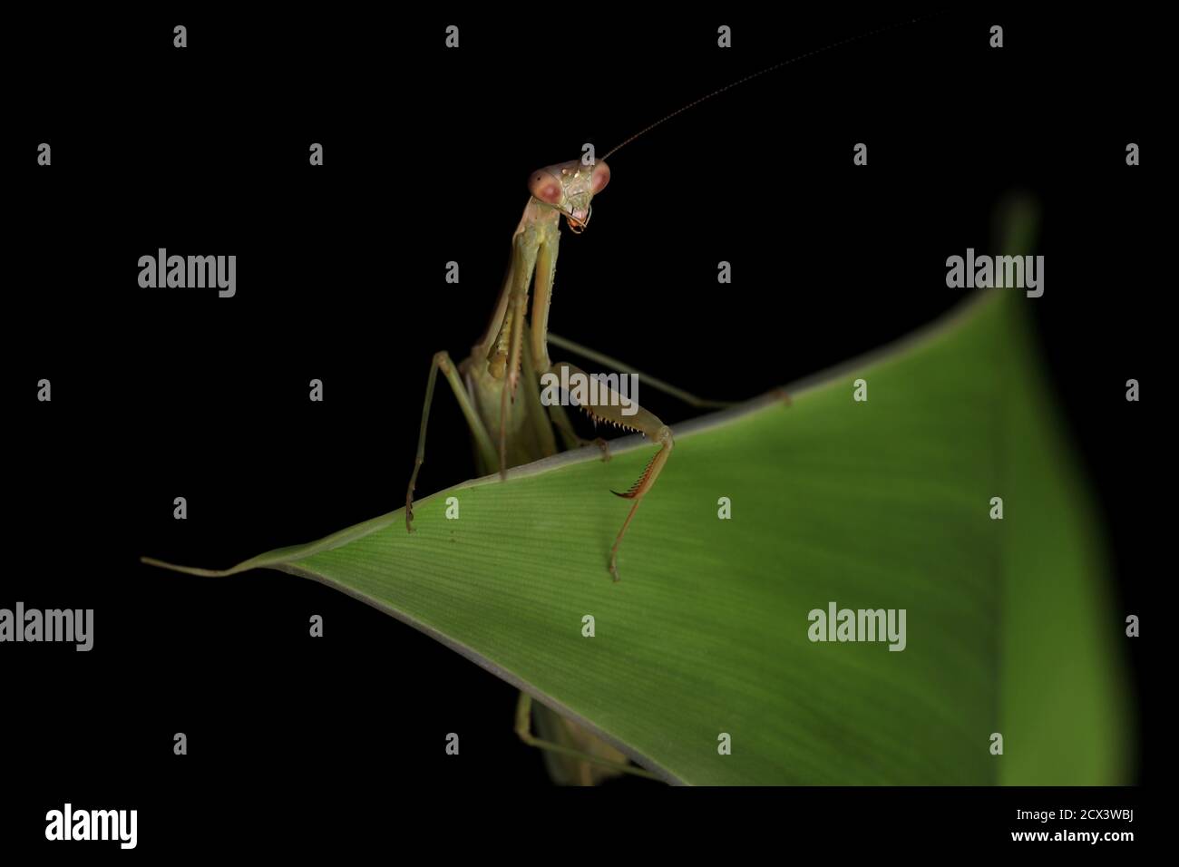 Studio fresco e pulito Foto di Mantis verdi in preghiera su sfondo nero Foto Stock