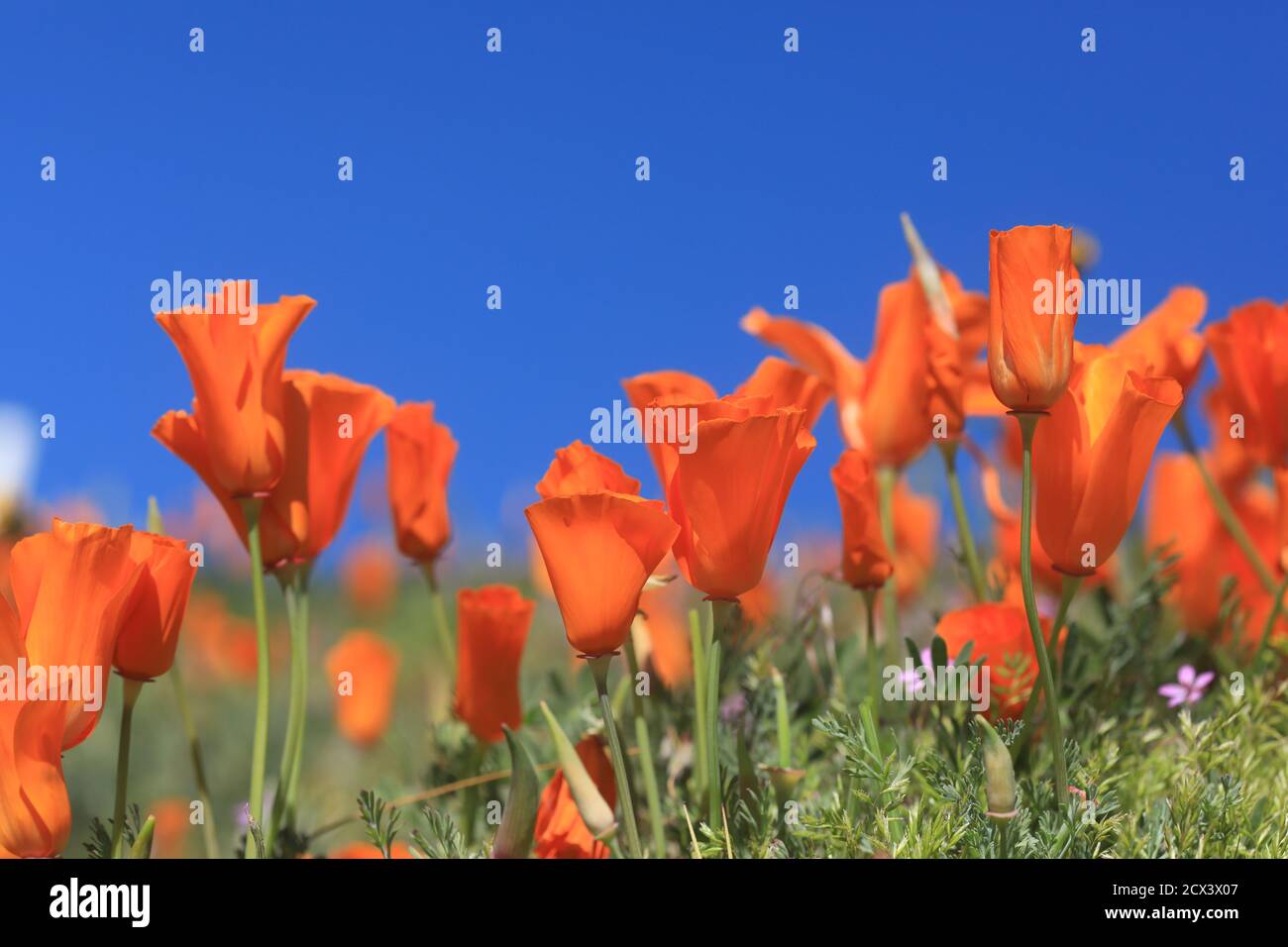 Arancio Poppy sfondo in pieno sole con profondità di campo Foto Stock