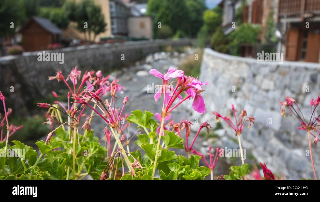 Un bel primo piano di fiori rosa su un fiume in estate Foto Stock