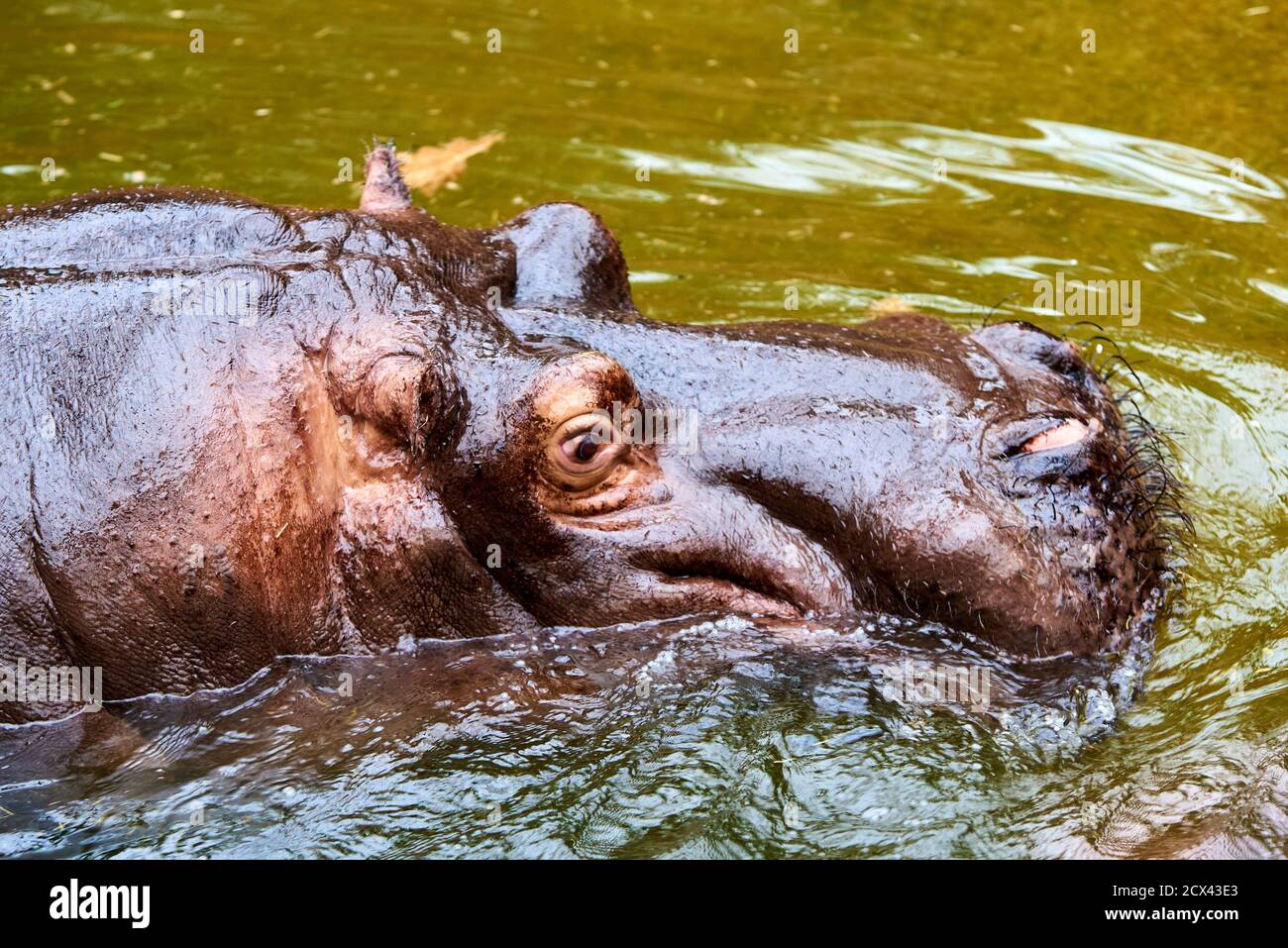 Hippo bull nuota in acqua Foto Stock