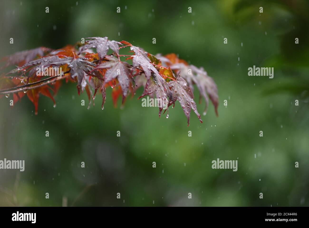 Viola scuro o maroon foglie di acero giapponese sotto la pioggia Foto Stock