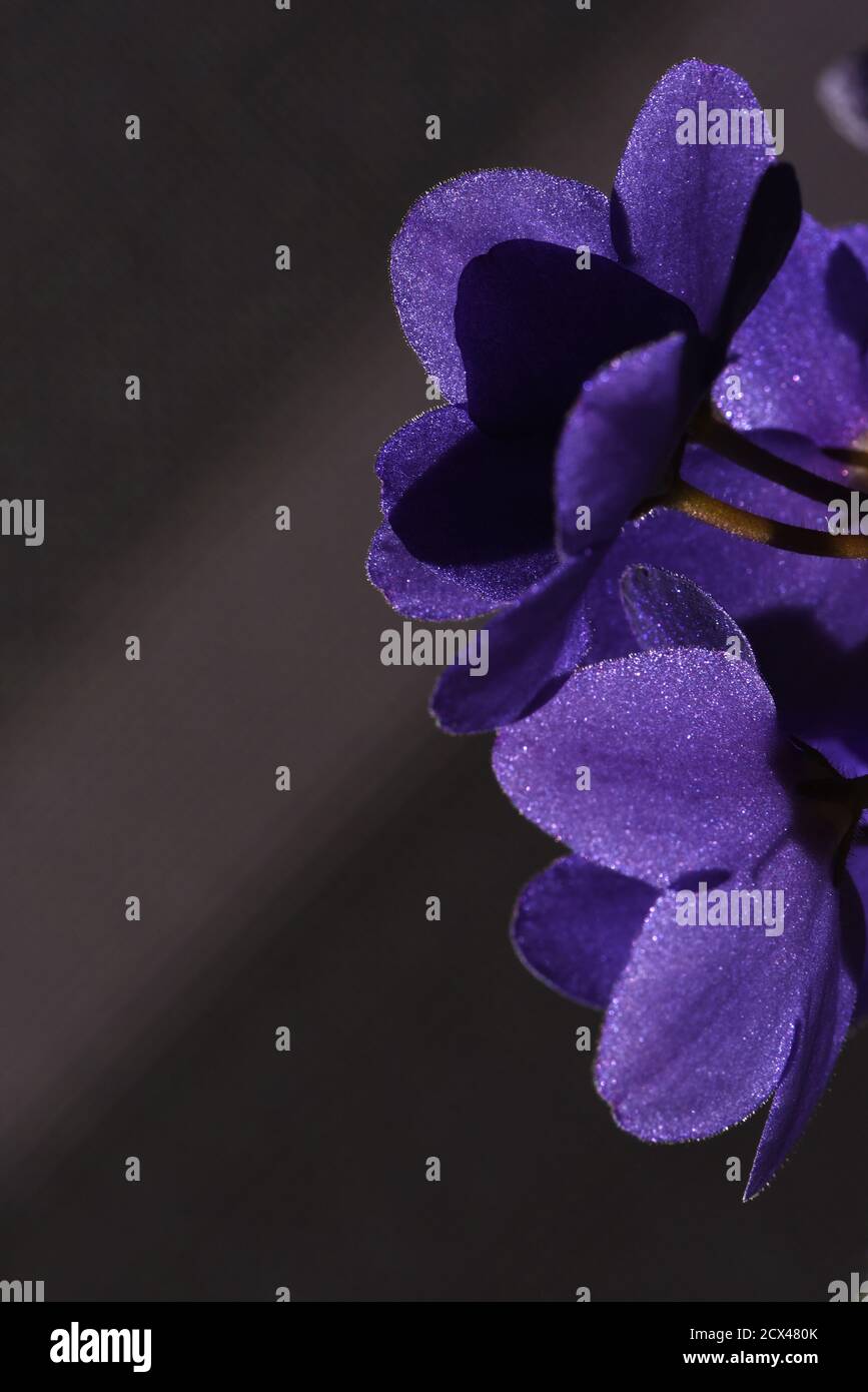 Viola Africano Violet (Saintpaulia) fiore fiorisce su uno sfondo scuro Foto Stock