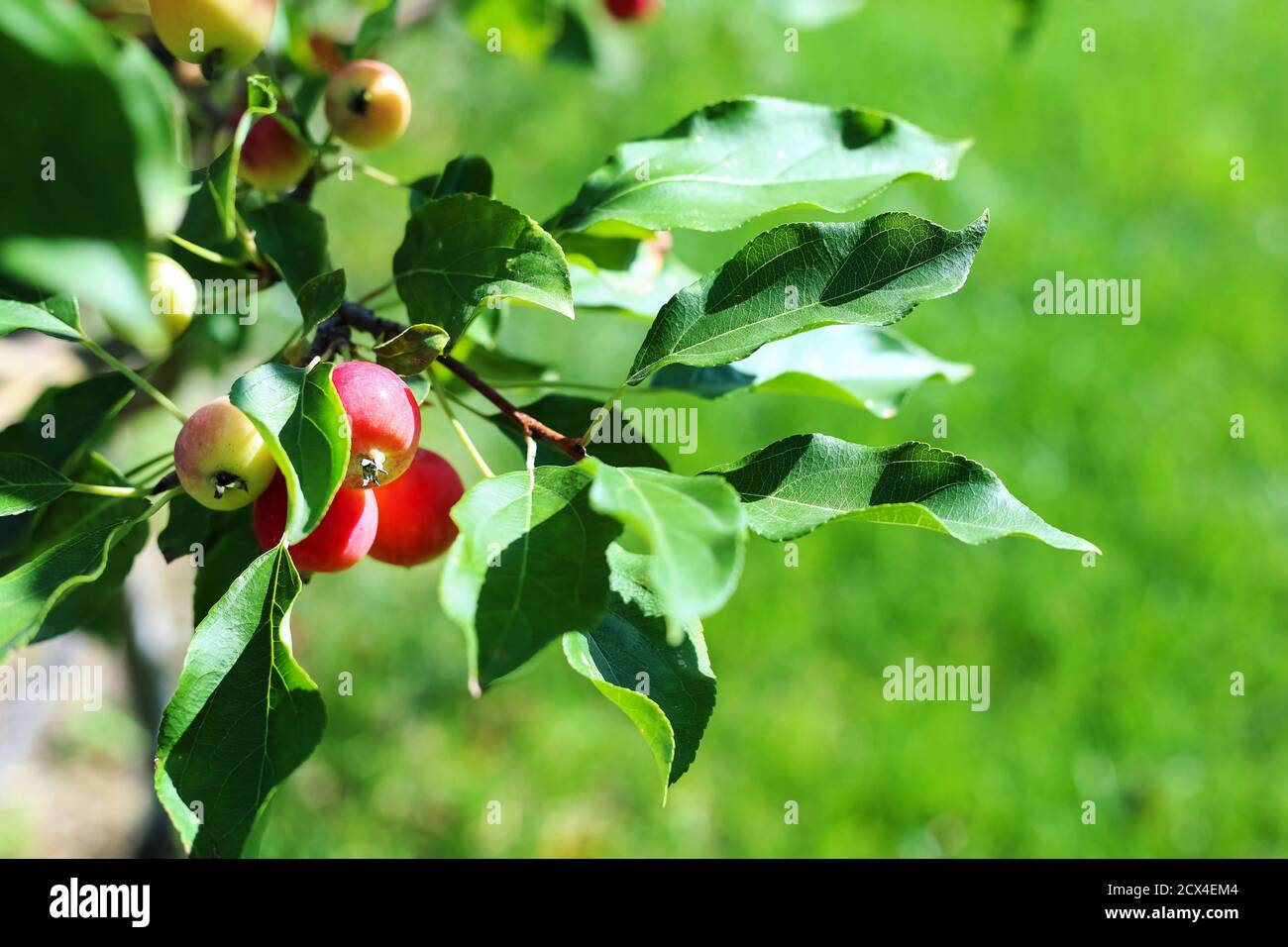 Paradise mele primo piano. Le mele Paradise pendono su un ramo di albero. Prugna dell'albero di mela. Succo di frutta di mela cinese. Prunifolia di Malus. Foto Stock