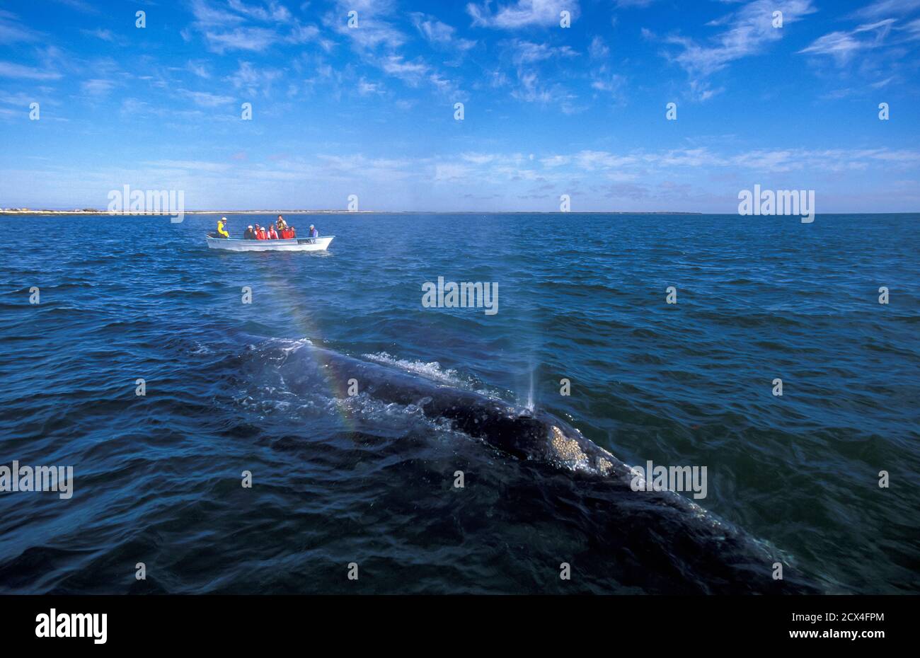 America Centrale, Messico, Baja California, Laguna San Ignacio, avvistamento di balene e balene grigie, Foto Stock