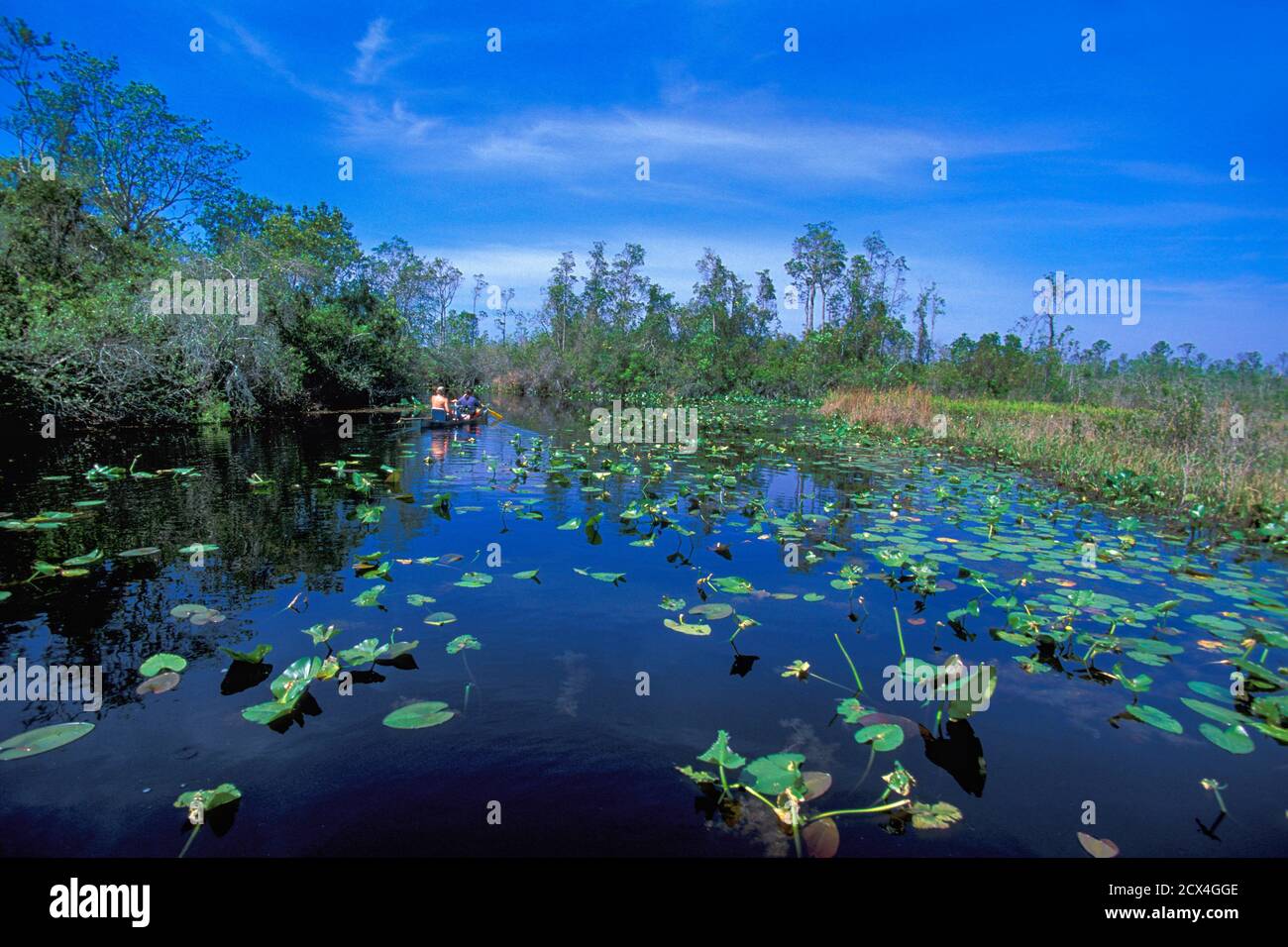 Stati Uniti, Sud, Dixie, Georgia, Okefenokee National Wildlife Refuge Foto Stock