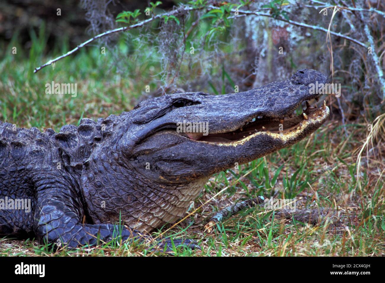 USA, Sud, Dixie, Georgia, Okefenokee National Wildlife Refuge, Alligator americano Foto Stock