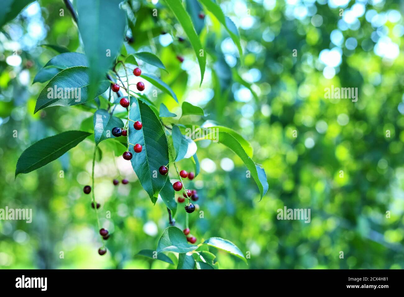 Un ramo dell'uccello ciliegio, Prunus padus, albero con bacche mature ai raggi del sole. Foto Stock