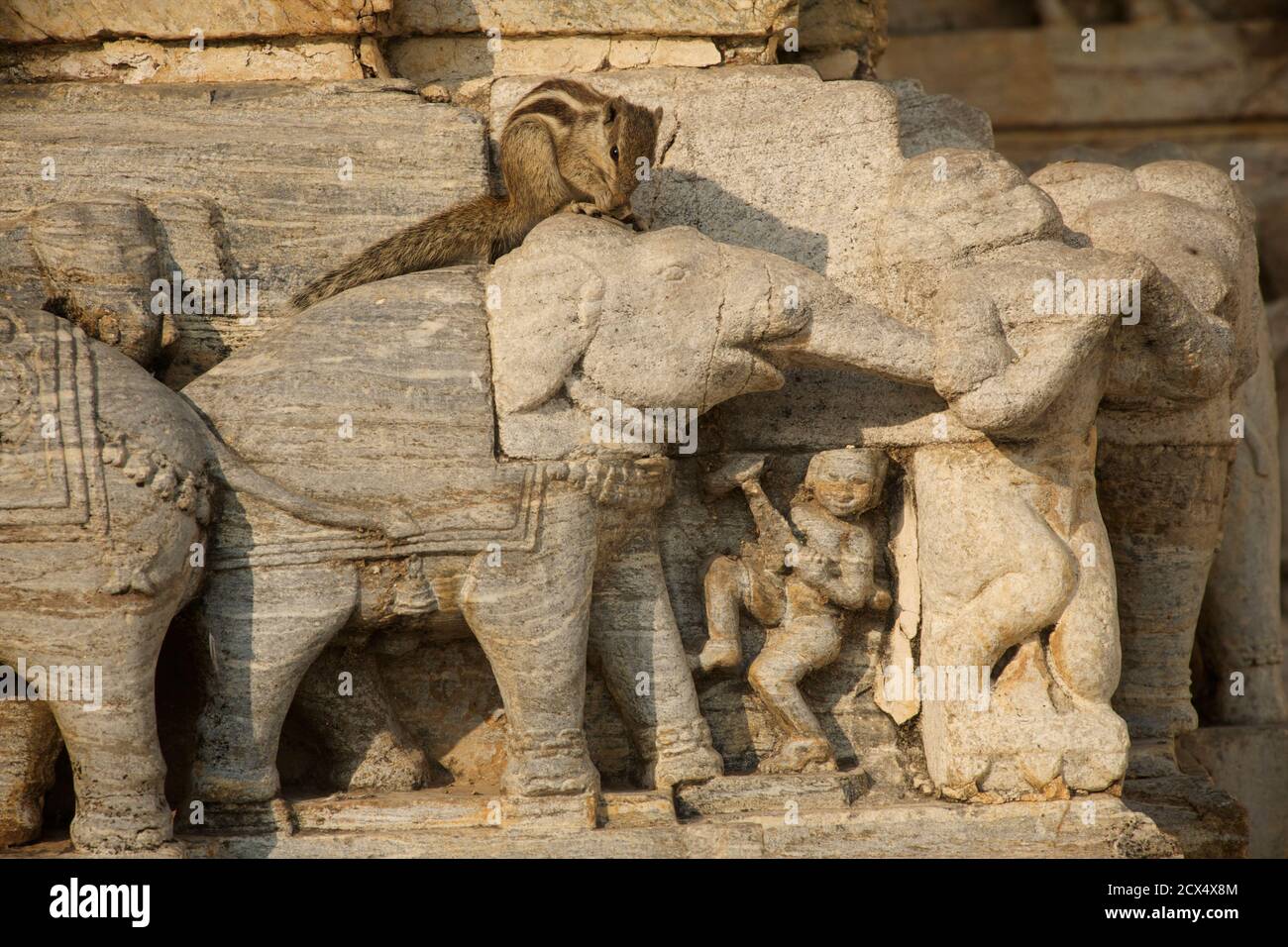 Scoiattolo strisciando attraverso sculture ornate di pietra di elefanti, Tempio Jagdish, Udaipur, Rajasthan, India Foto Stock