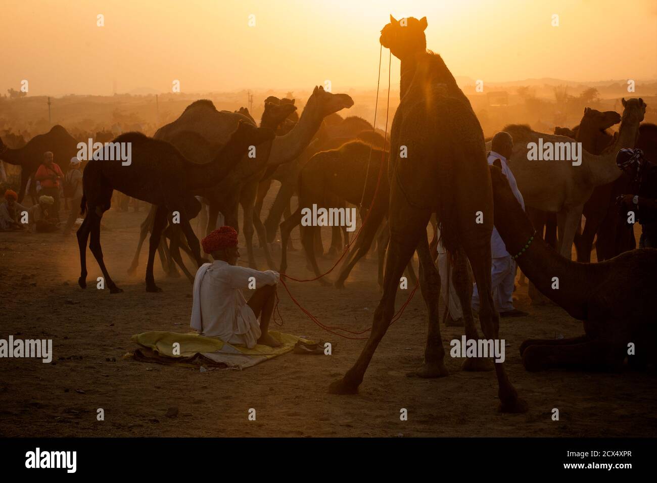 Sunset scena a Puskar Camel Fair, Rajasthan, India Foto Stock