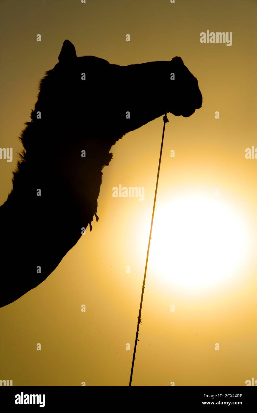 Cammello silhouetted alla fiera del cammello di Puskar, Rajasthan, India Foto Stock