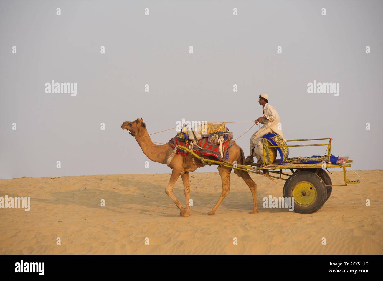 A dorso di cammello nel deserto del Thar a Sam, Rajasthan, India Foto Stock