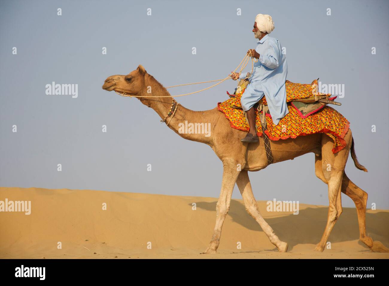 A dorso di cammello nel deserto del Thar a Sam, Rajasthan, India Foto Stock