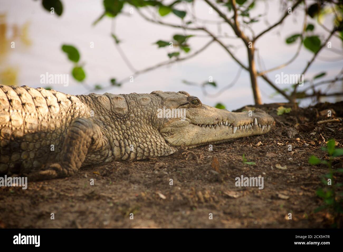 Coccodrillo sulla riva del fiume. Blue Nile, Awash National Park, Etiopia Foto Stock