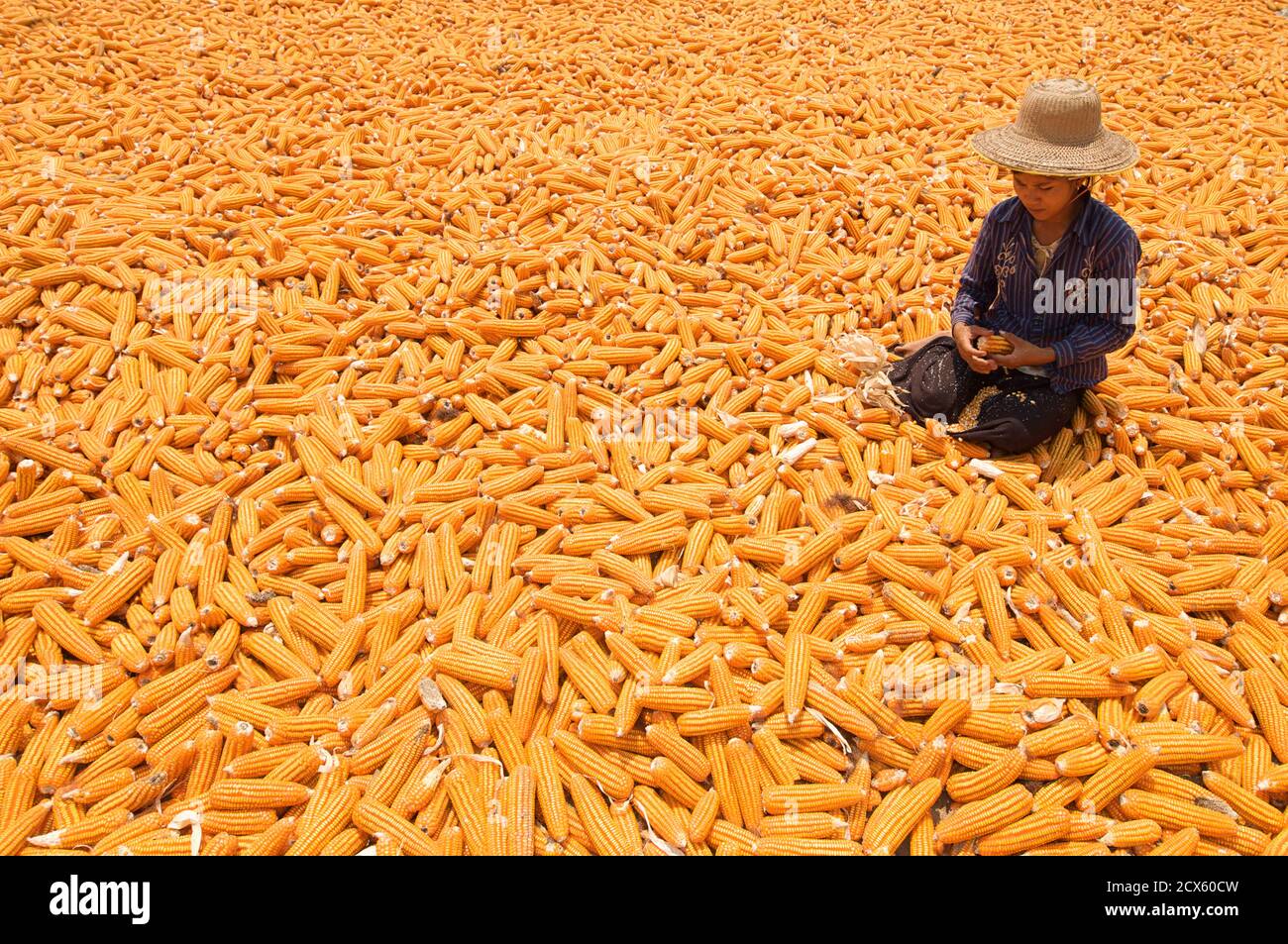 Donna birmano dehusking mais. Vicino Monwya, Sagaing Regione, Birmania. Modello rilasciato Foto Stock