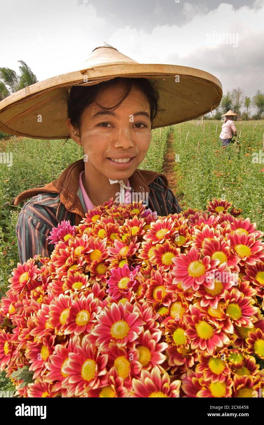 Picker birmano, Pyin Oo Lwin. Maymyo, vicino a Mandalay, Birmania. Mandalay. MODELLO RILASCIATO Foto Stock