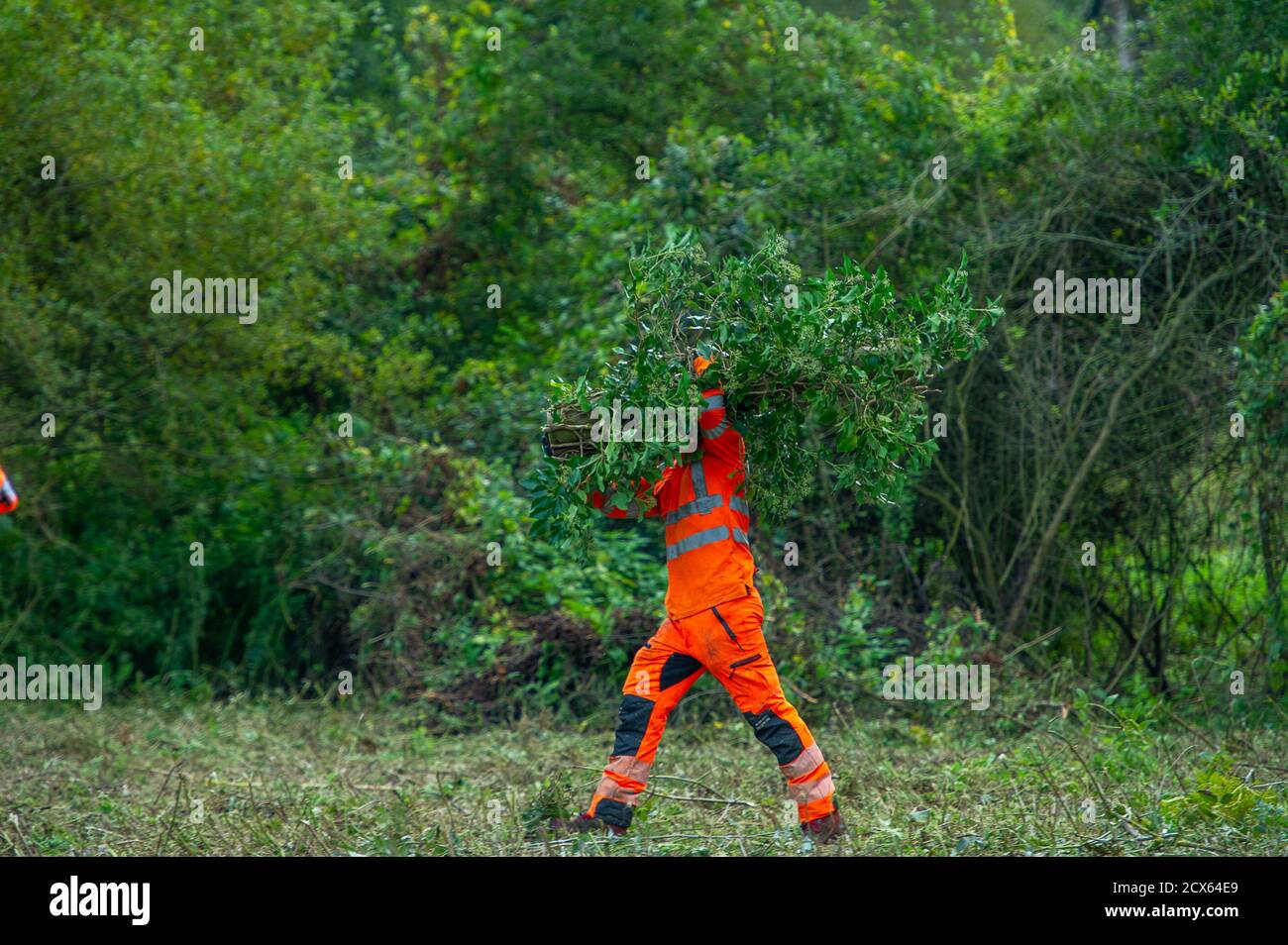 Denham, Regno Unito. 29 Settembre 2020. I tagliaalberi di Ground Control sono stati nuovamente abbattimento alberi per HS2 oggi nel Denham Country Park in un'area che i protettori della ribellione HS2 allevano è pubblica e al di fuori dell'area in cui HS2 sono autorizzati a lavorare. Circa 28 agenti di applicazione della rete e protezioni di sicurezza HS2 hanno tenuto i protettori dell'albero a guardare la distruzione dell'albero in evoluzione. Il collegamento ferroviario ad alta velocità HS2 da Londra a Birmingham mette a rischio 693 siti di fauna selvatica, 108 boschi antichi e 33 siti di interesse scientifico speciale. Credito: Maureen McLean/Alamy Foto Stock