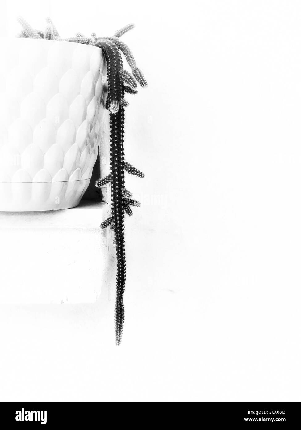 Fiore Cactus appeso al vaso Foto Stock