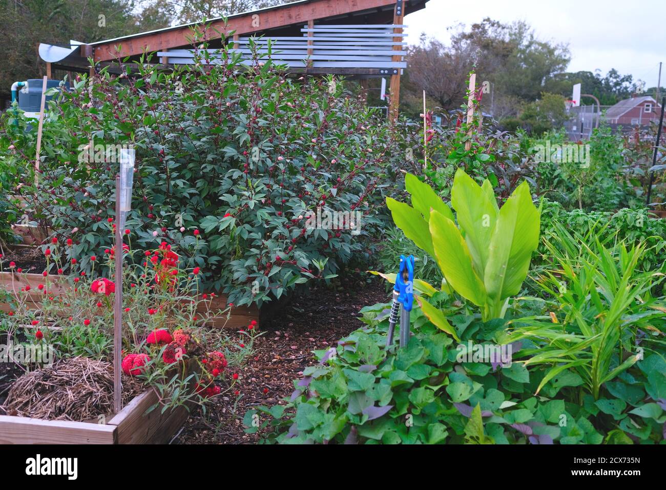 Un nuovo Giardino Urbano e un secondo in piena fioritura, fornendo verdure fresche e un successivo Crop in futuro. Foto Stock