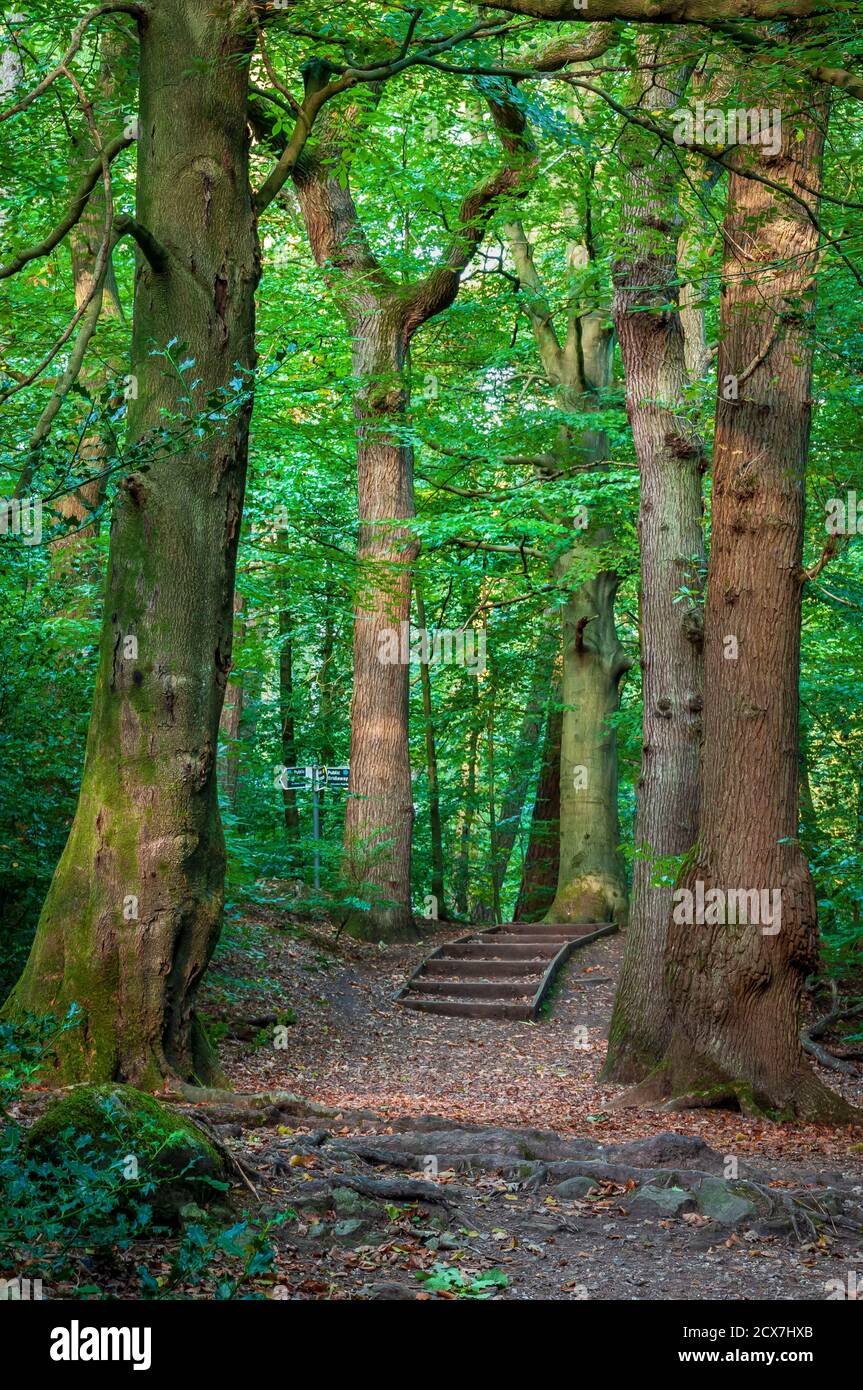 Soleggiato sentiero e scalinata in una serata estiva a Ryecroft Glen, boschi di Ecclesall, antico bosco di Sheffield. Foto Stock