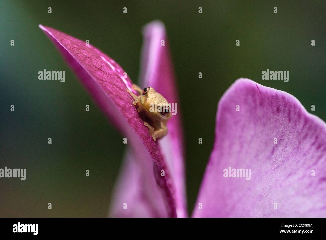 Verde Baby pineta albero rana Dryphophytes femoralis arroccato su un fiore orchidea a Napoli, Florida. Foto Stock