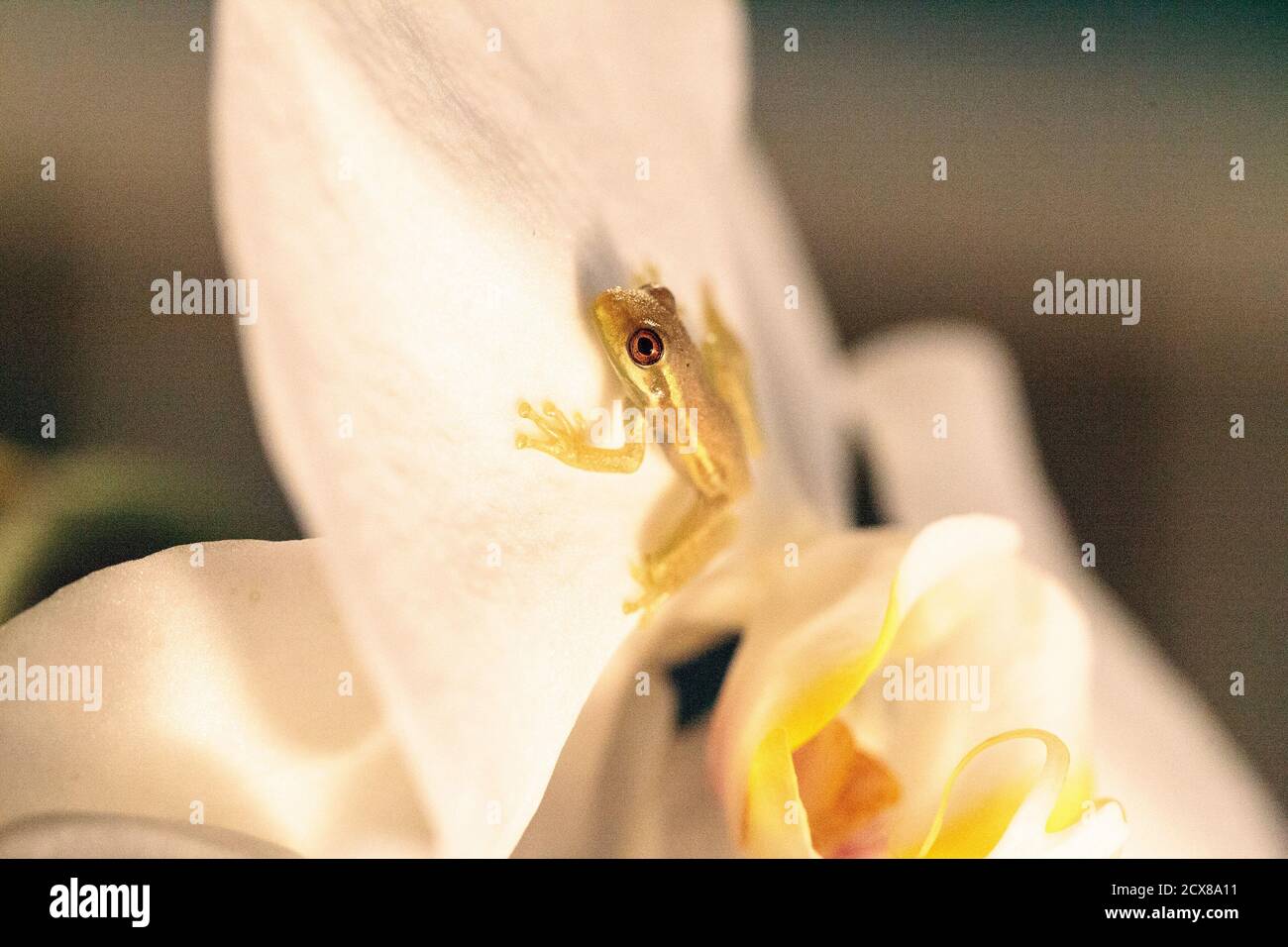 Verde Baby pineta albero rana Dryphophytes femoralis arroccato su un fiore orchidea a Napoli, Florida. Foto Stock