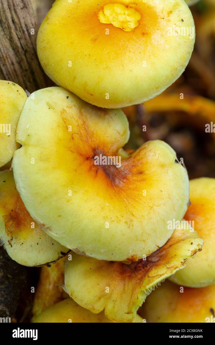 Hypholoma fasciculare Foto Stock